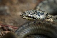 Uzovka hladka - Coronella austriaca - Smooth Snake 6171